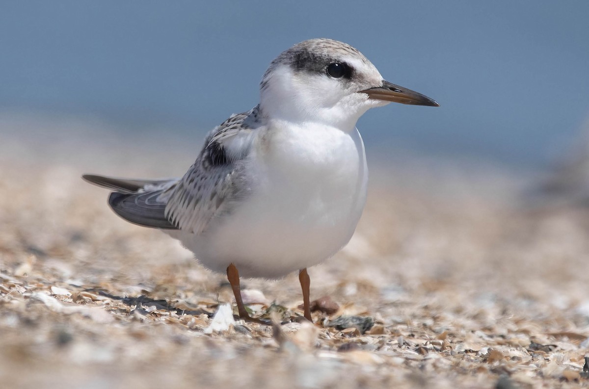 Least Tern - ML639785762