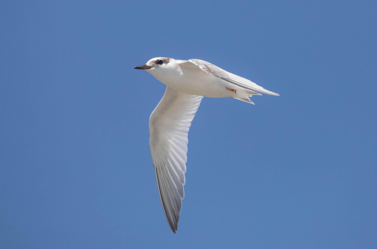 Least Tern - ML639785763