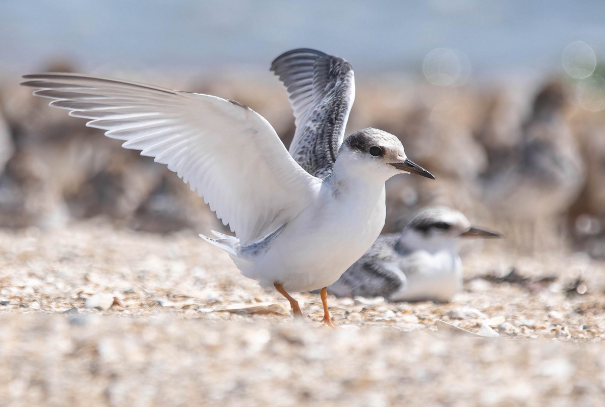 Least Tern - ML639785764