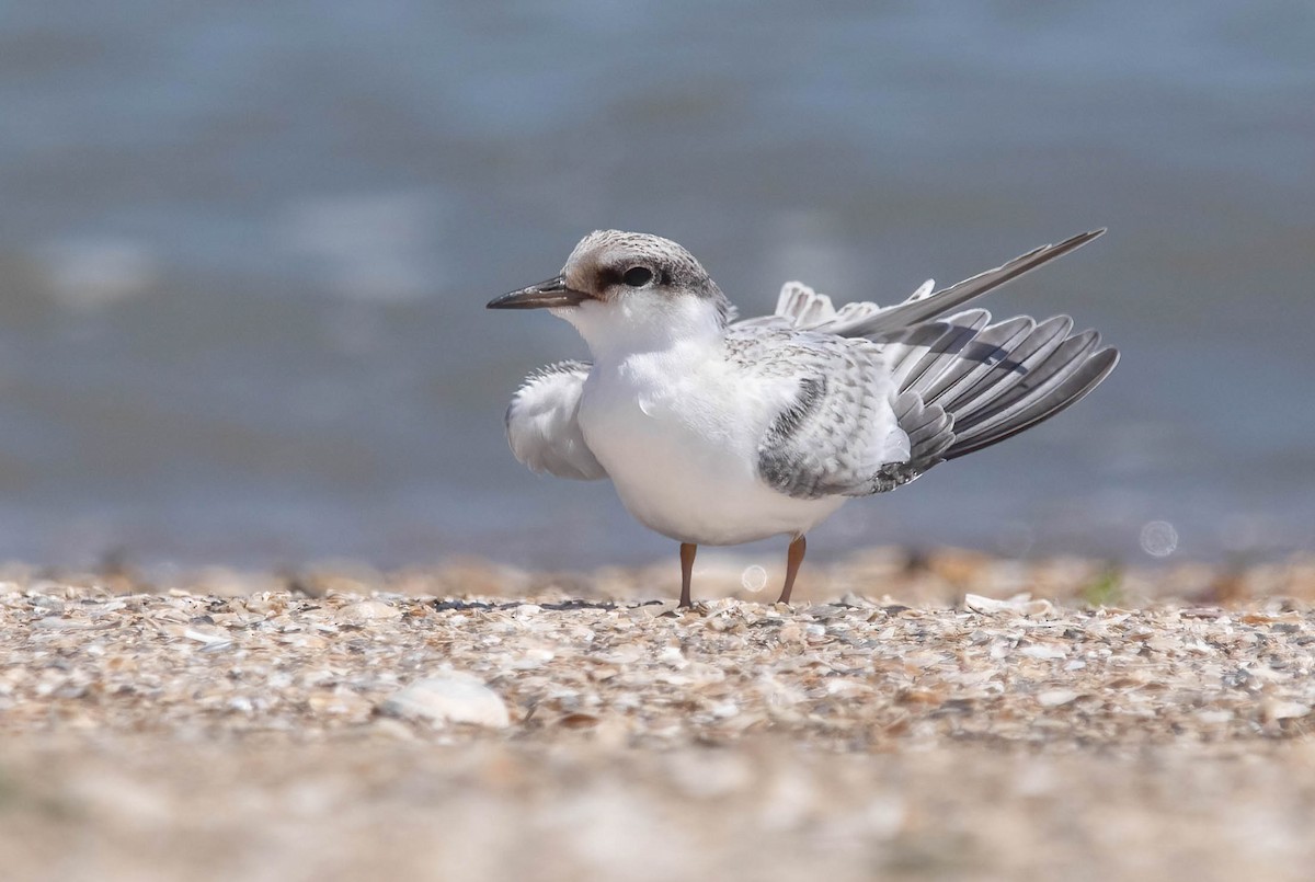 Least Tern - ML639785765
