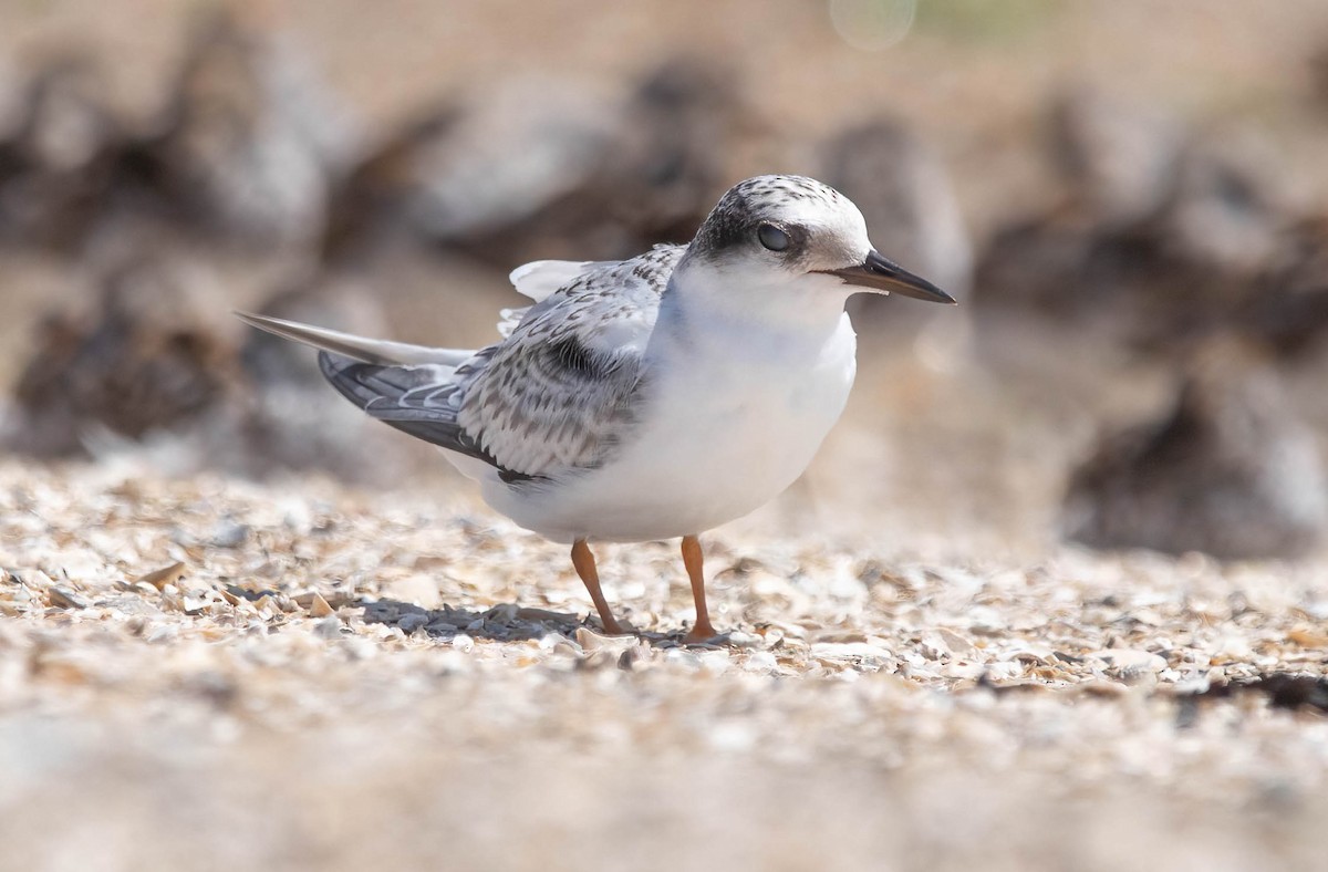 Least Tern - ML639785766