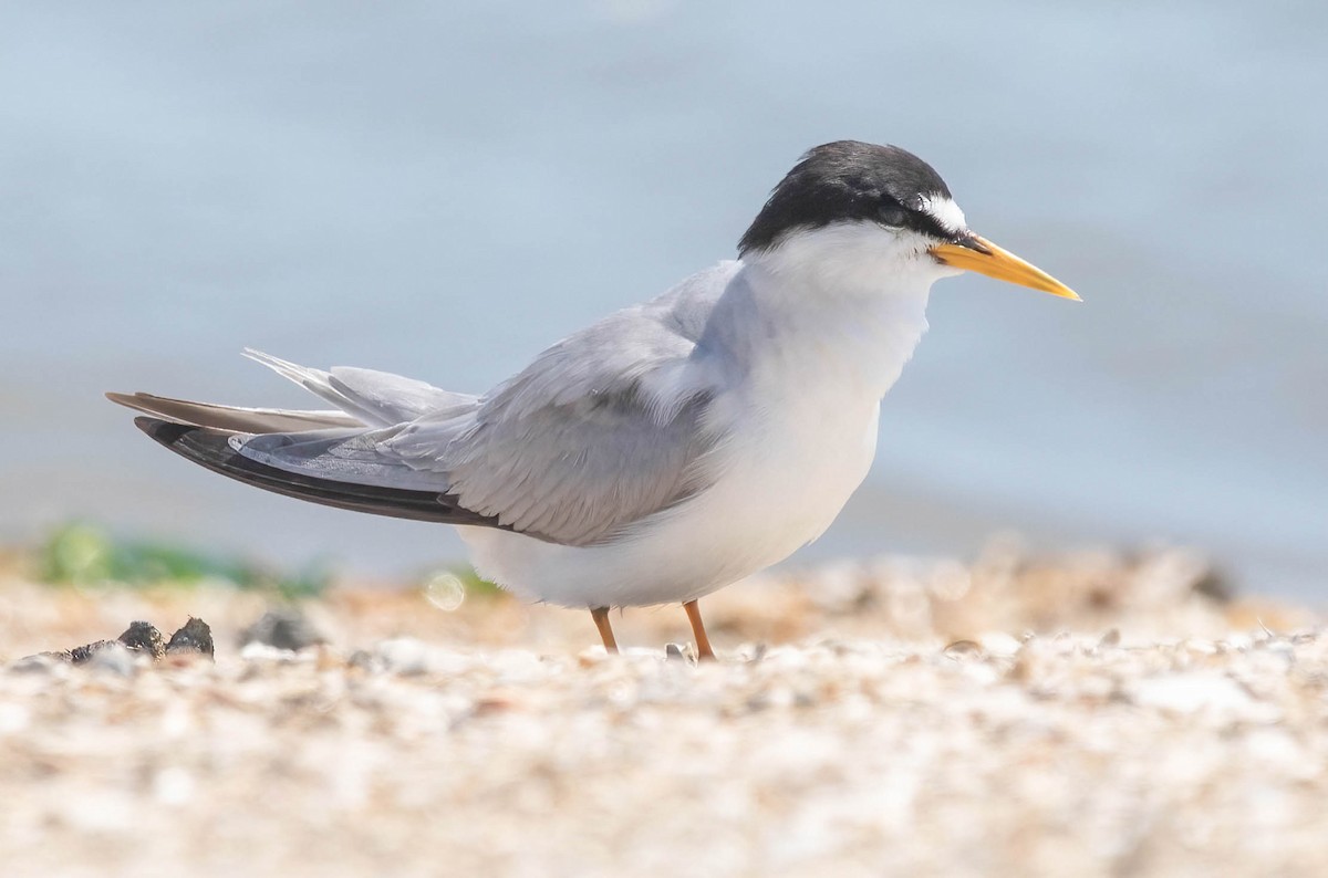 Least Tern - ML639785767