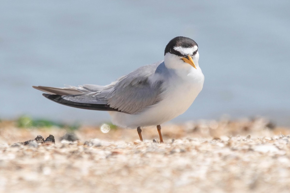 Least Tern - ML639785768
