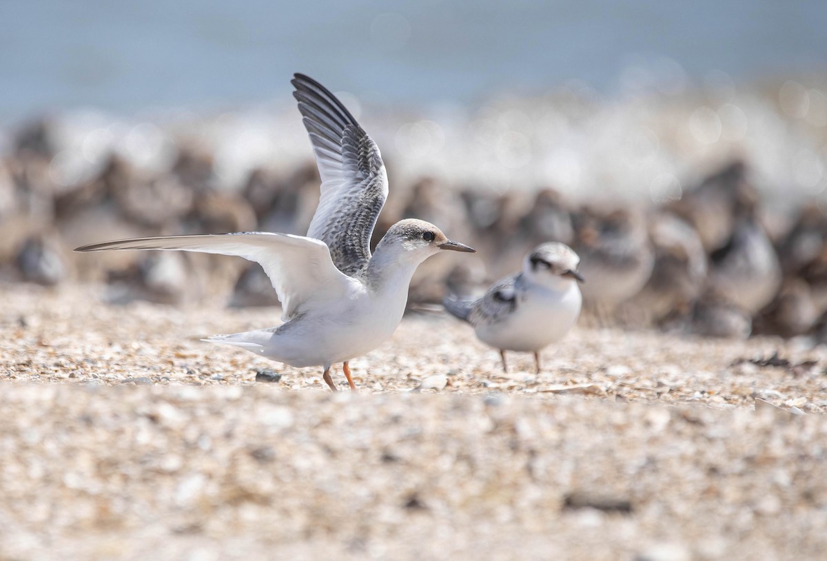 Least Tern - ML639785769
