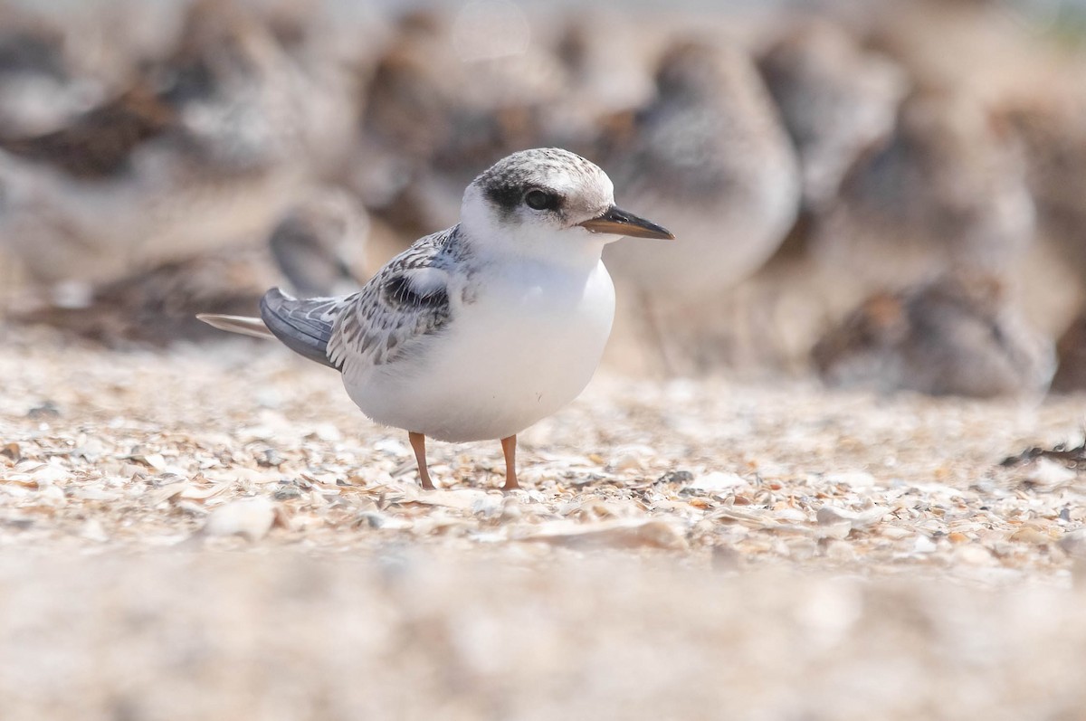 Least Tern - ML639785770