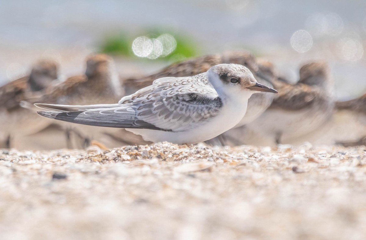 Least Tern - ML639785771