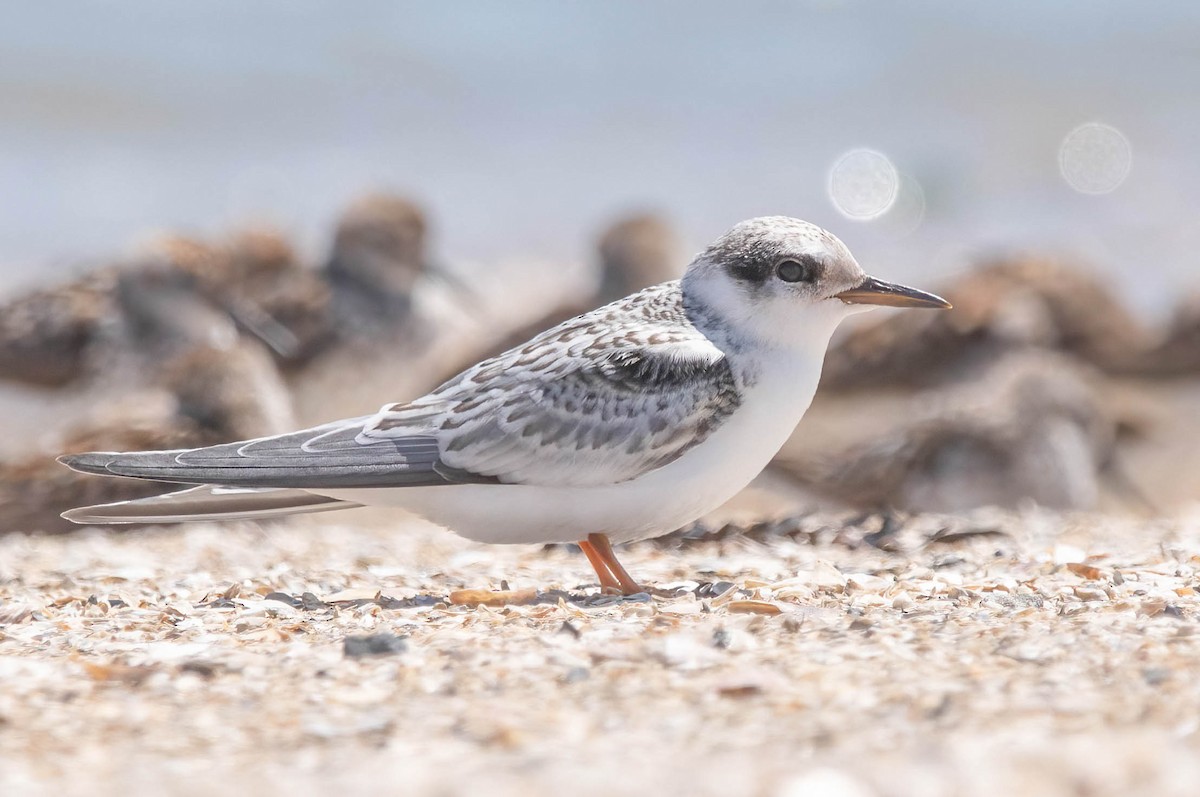 Least Tern - ML639785772
