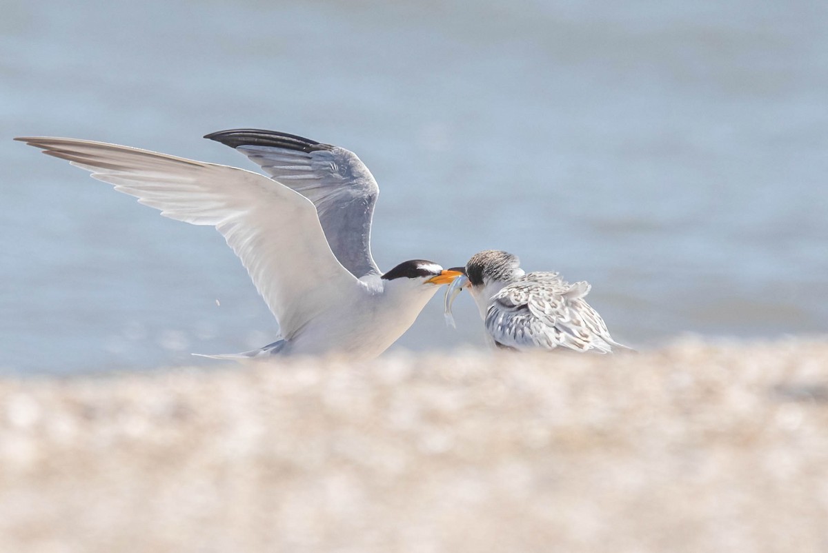 Least Tern - ML639785773