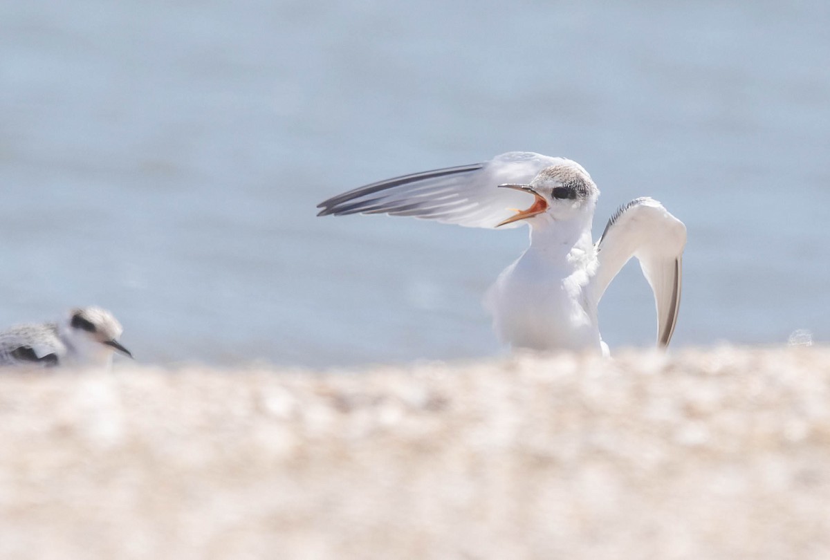 Least Tern - ML639785774