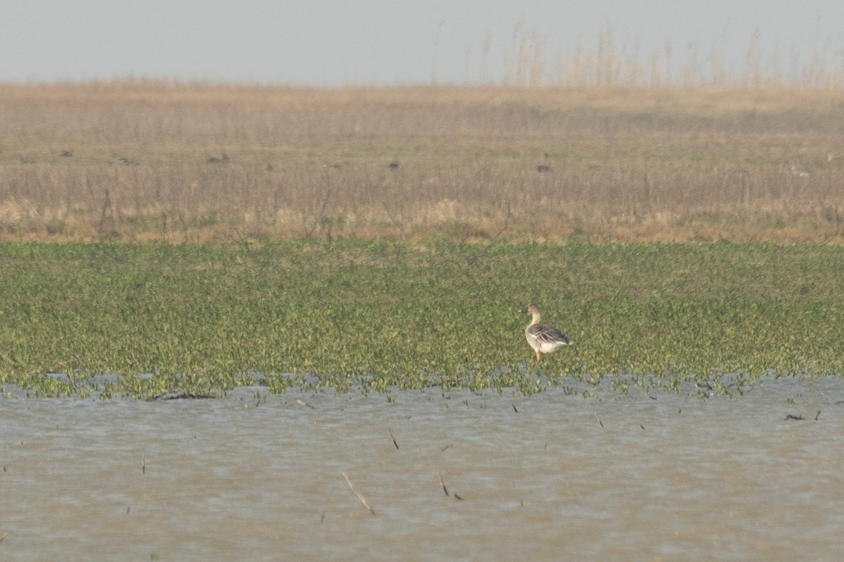 Taiga/Tundra Bean-Goose - ML639785817