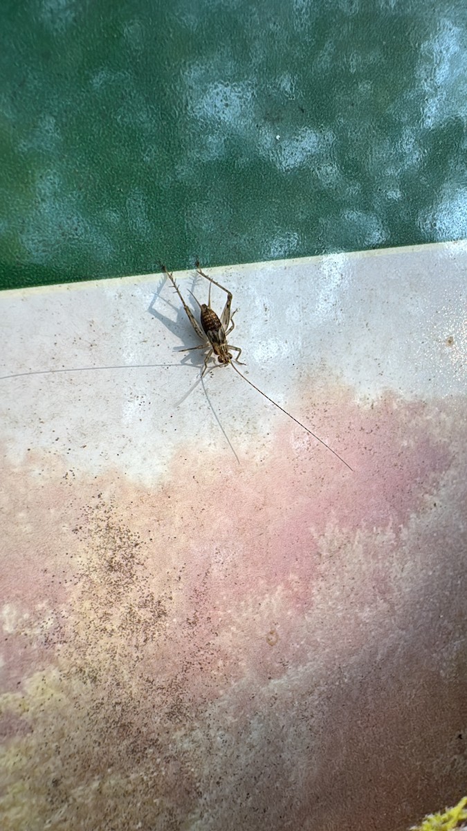 Say's Trig - ML639785909