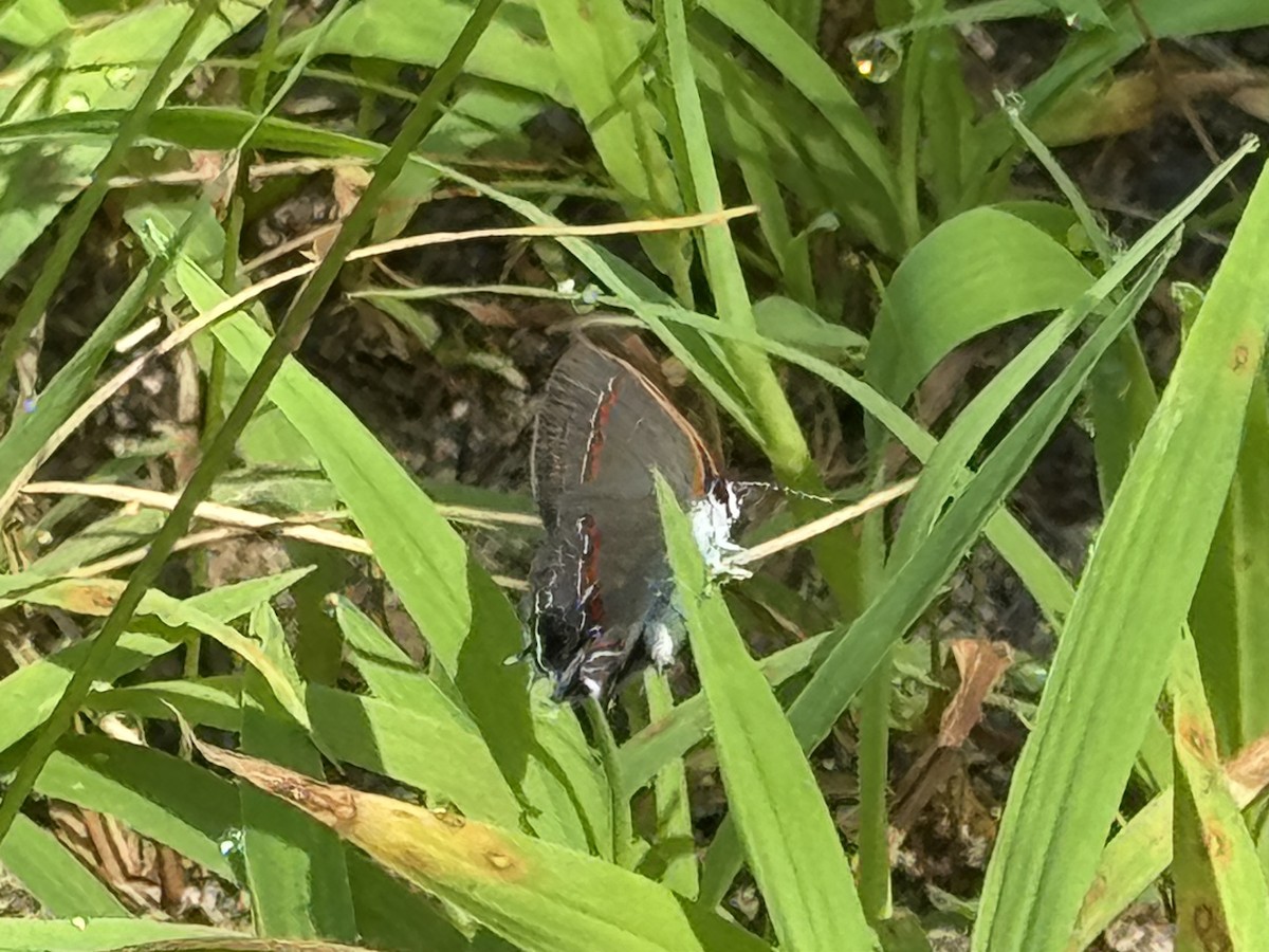 Red-banded Hairstreak - ML639785968