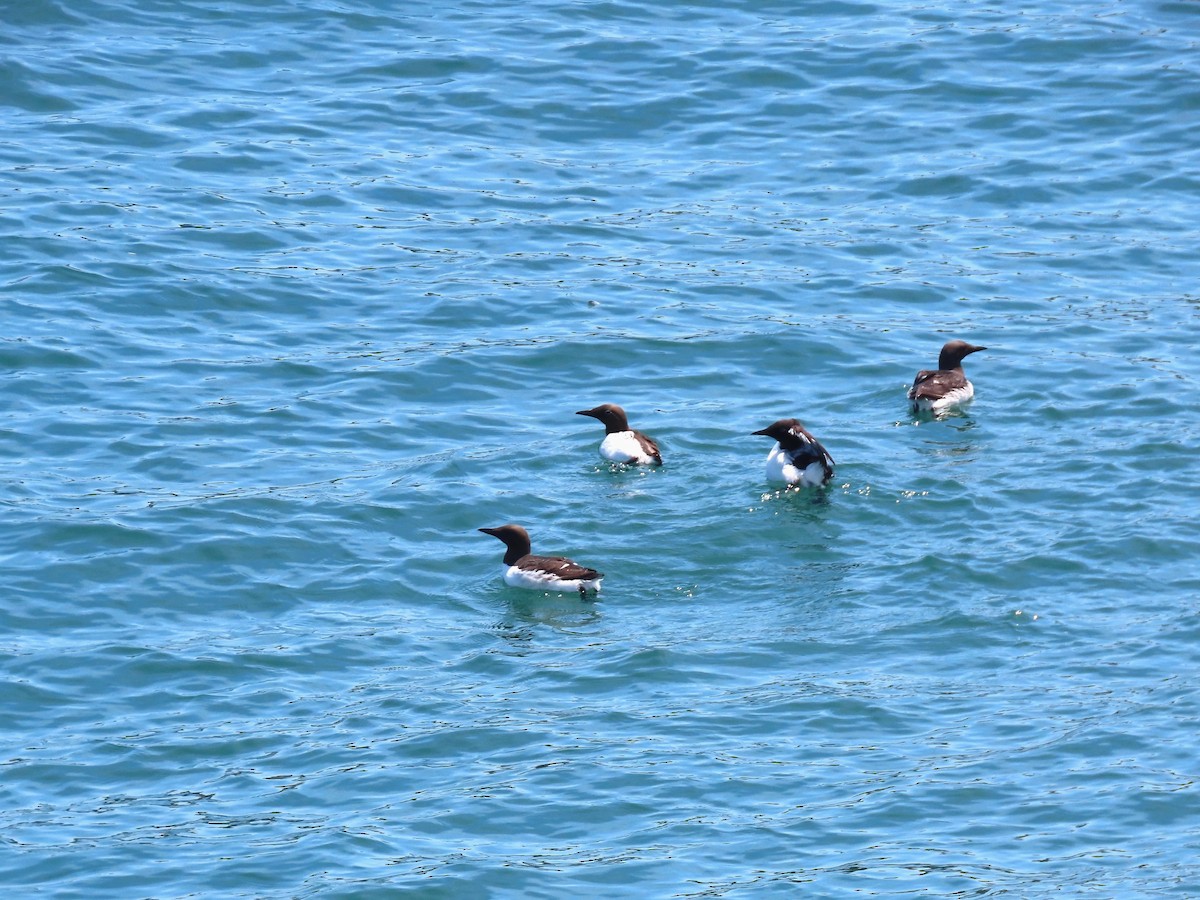 Common Murre - ML639785992