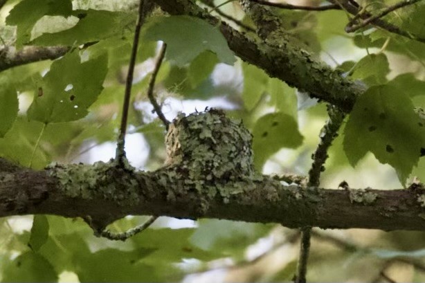 Ruby-throated Hummingbird - ML639786010