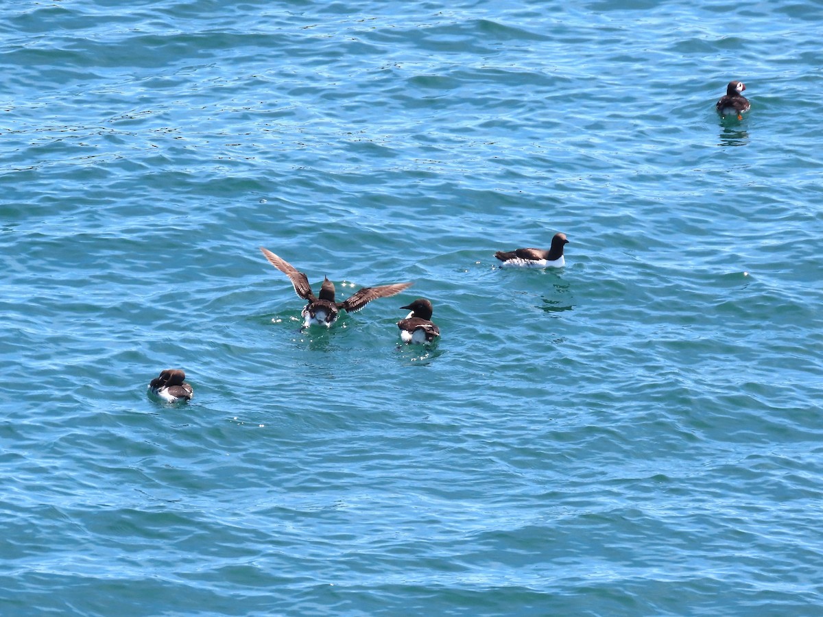 Common Murre - ML639786012