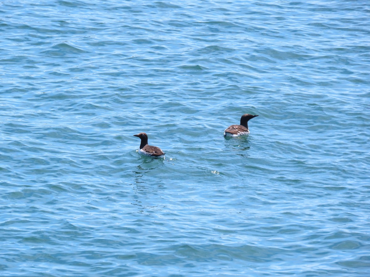 Common Murre - ML639786016