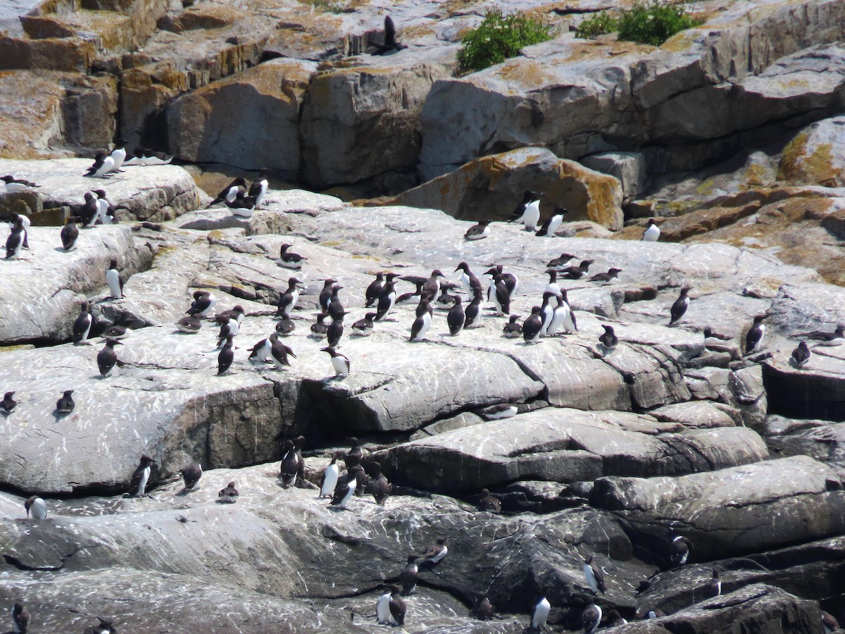 Common Murre - ML639786025