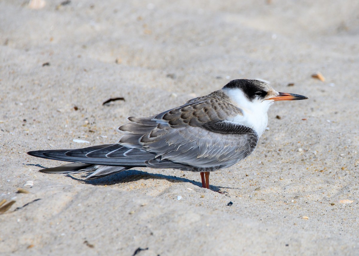 Common Tern - ML639786028