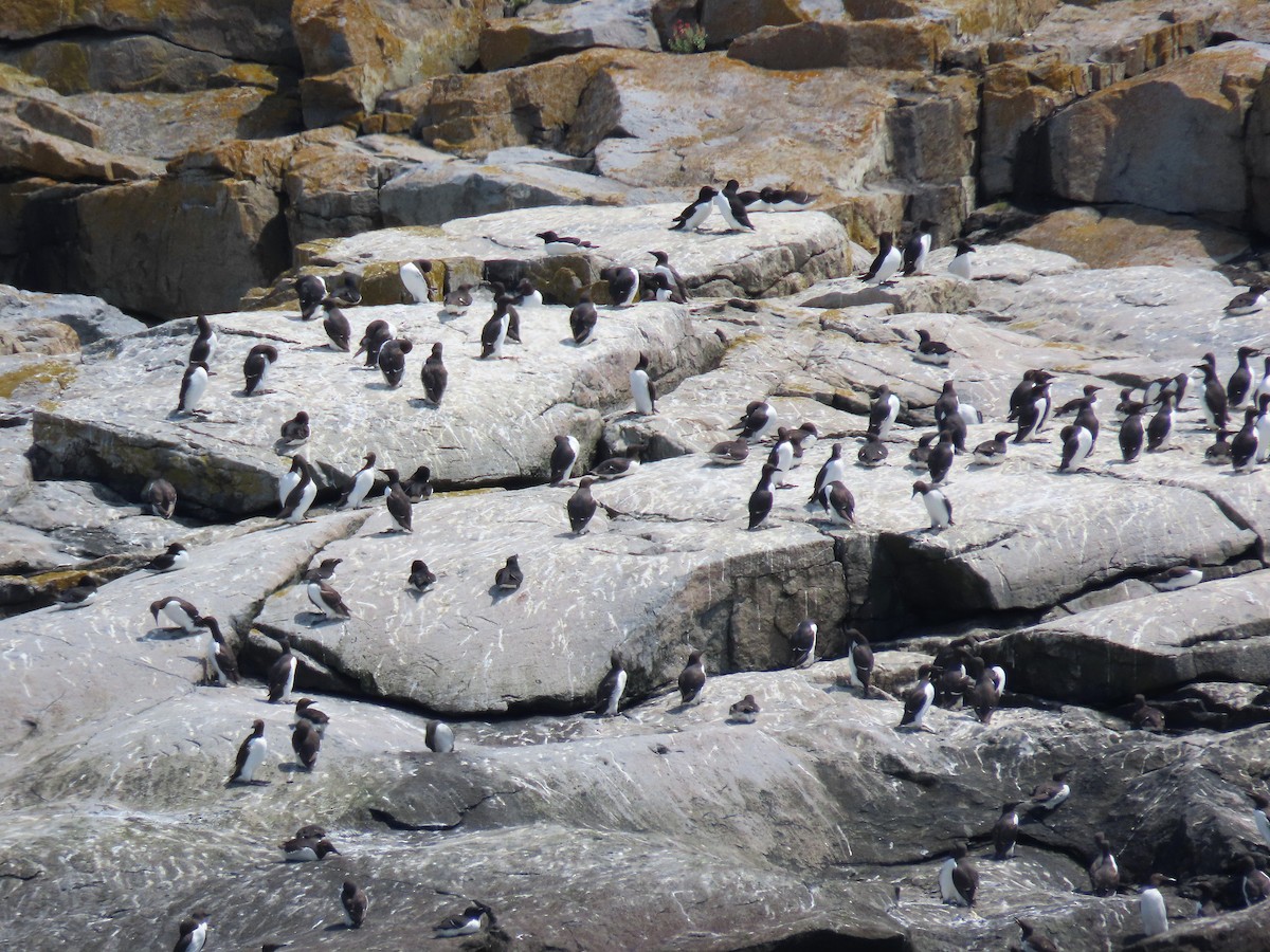 Common Murre - ML639786032