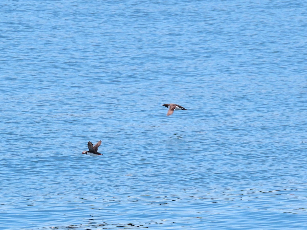 Common Murre - ML639786040