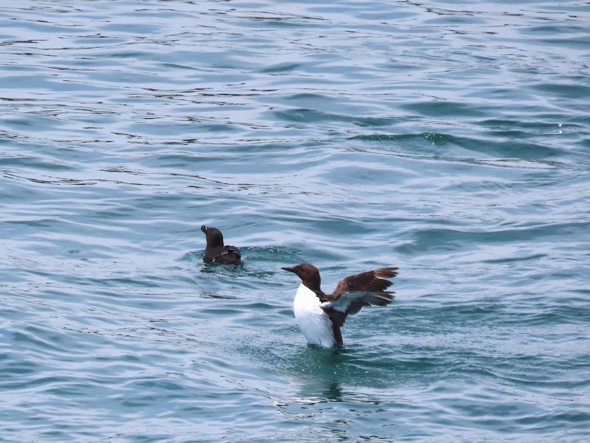 Common Murre - ML639786061