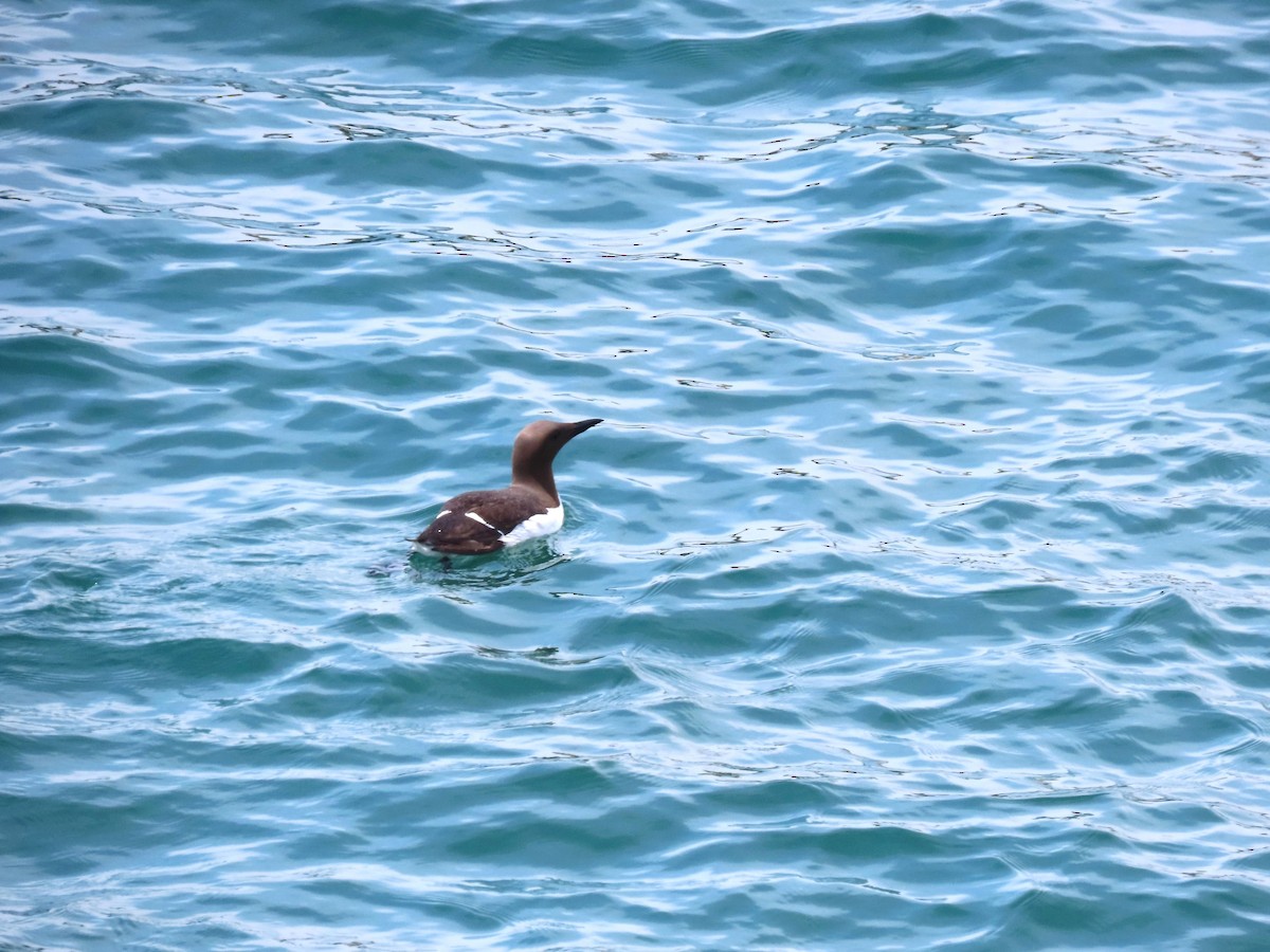 Common Murre - ML639786068