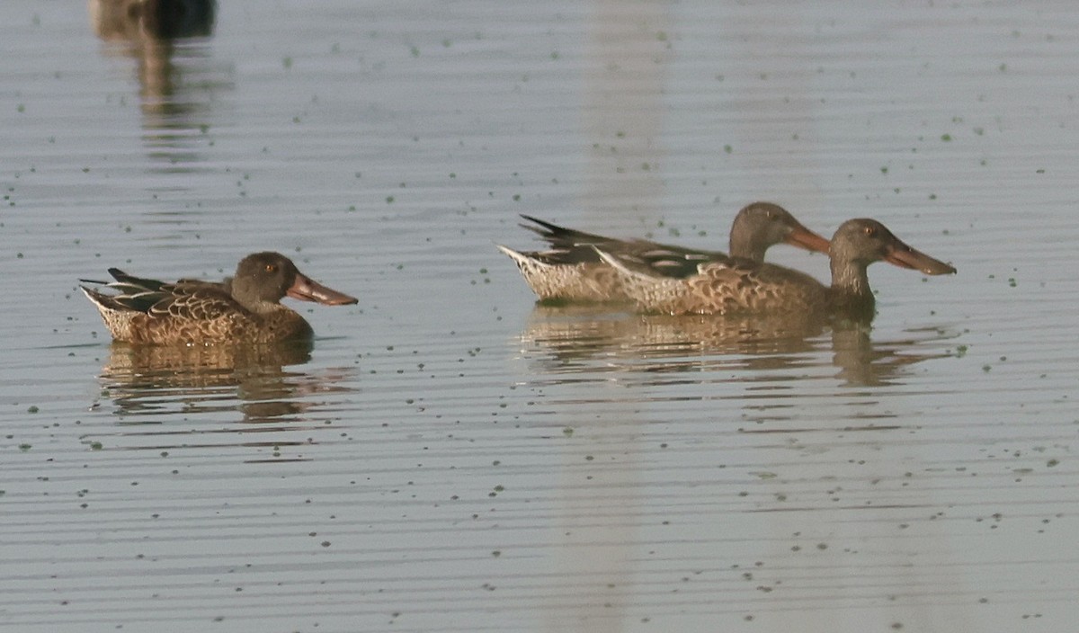 Northern Shoveler - ML639786099