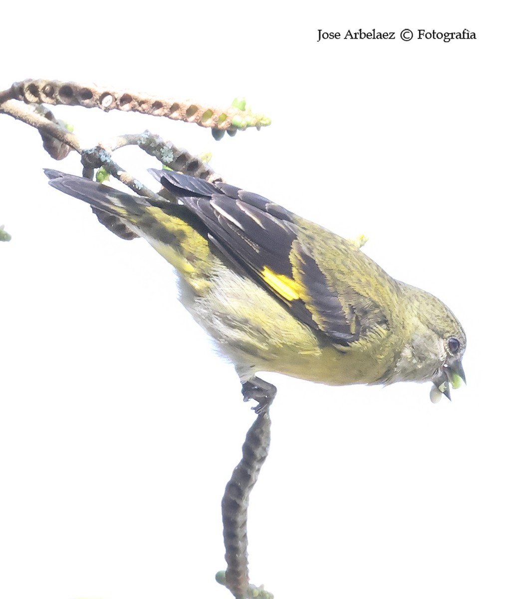 Yellow-bellied Siskin - ML639786150