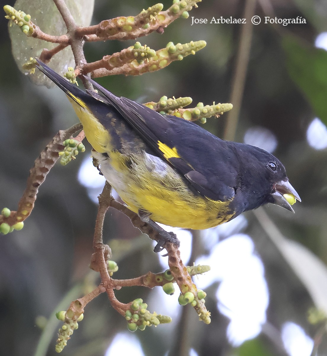 Yellow-bellied Siskin - ML639786152