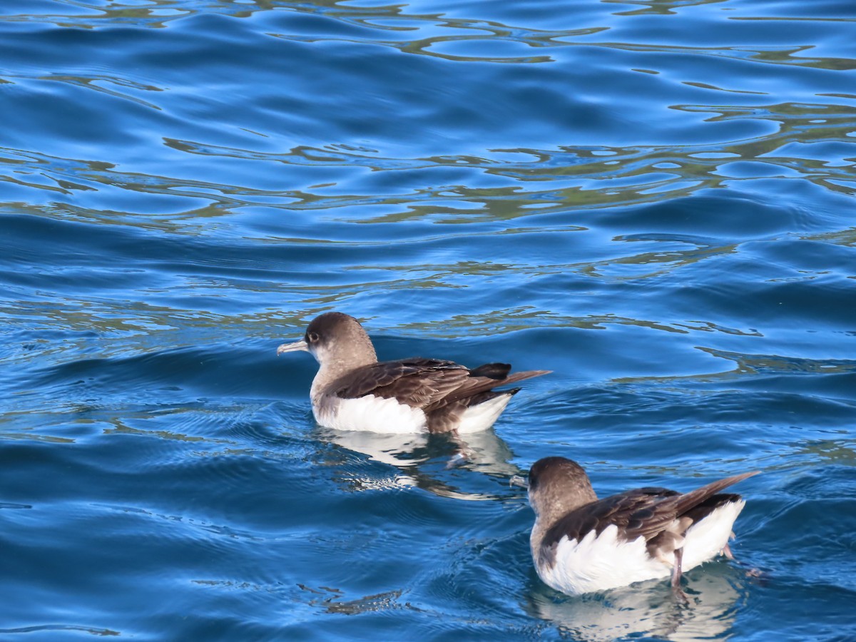Fluttering Shearwater - ML639786173