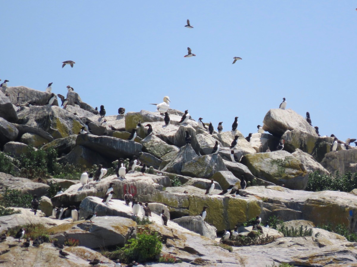 Northern Gannet - ML639786188