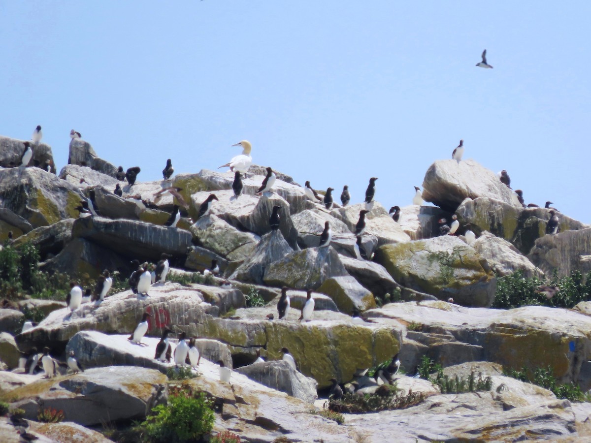 Northern Gannet - ML639786200