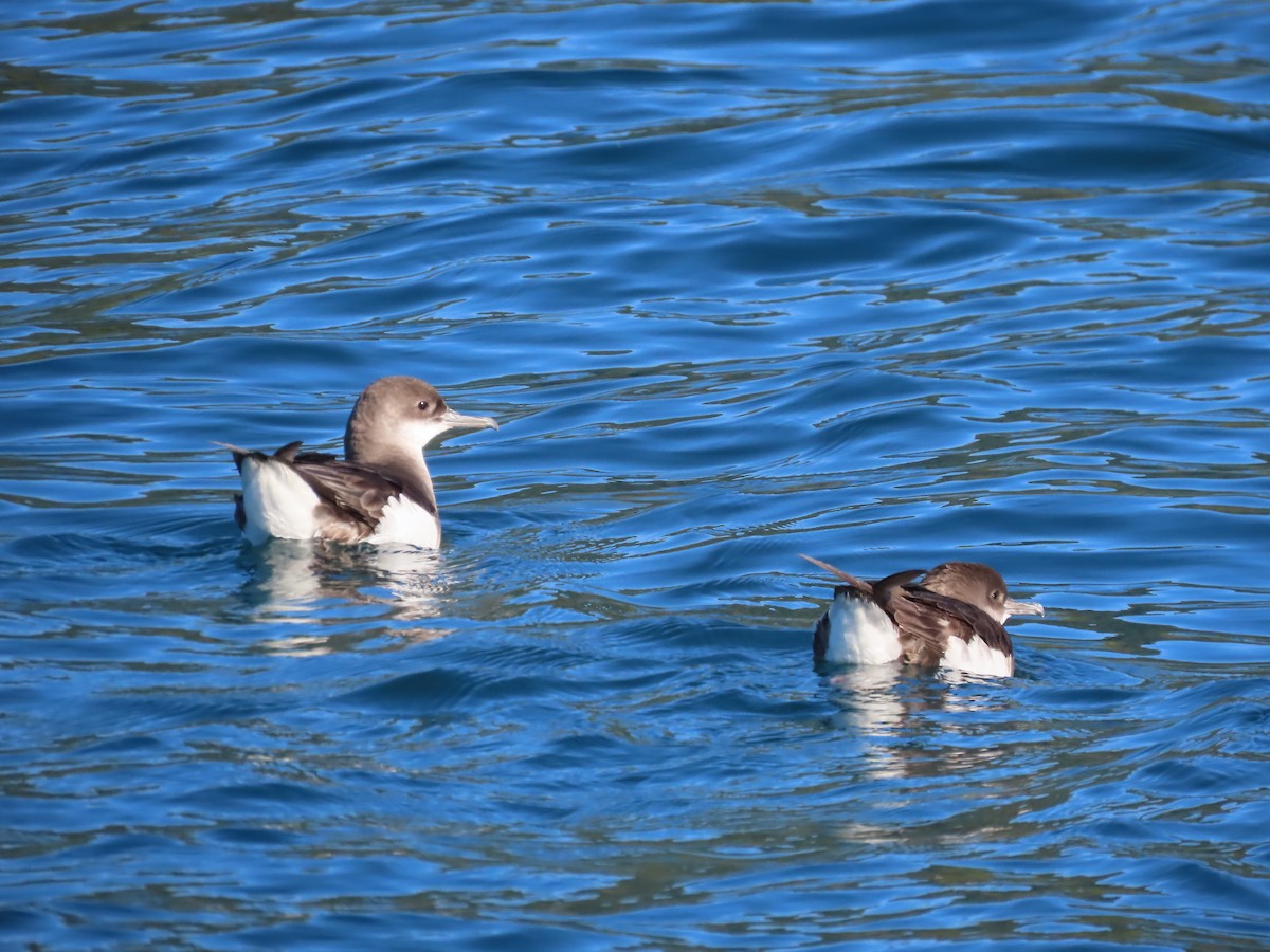 Fluttering Shearwater - ML639786214
