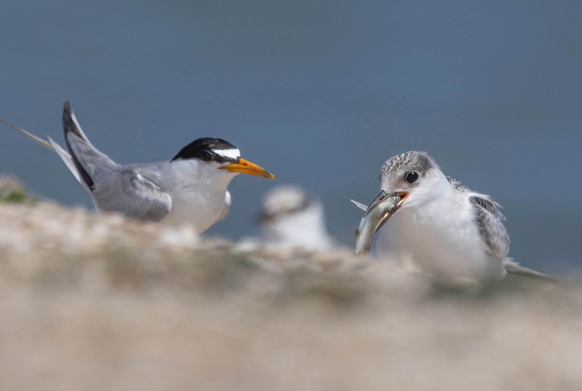 Least Tern - ML639786222