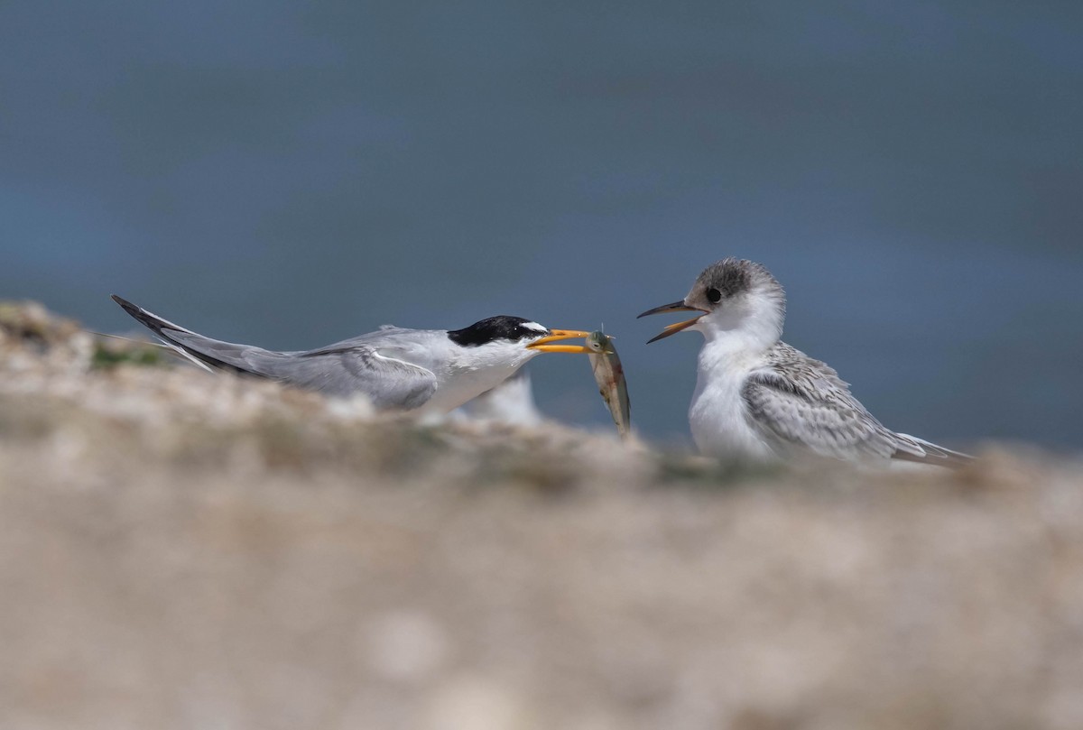 Least Tern - ML639786224