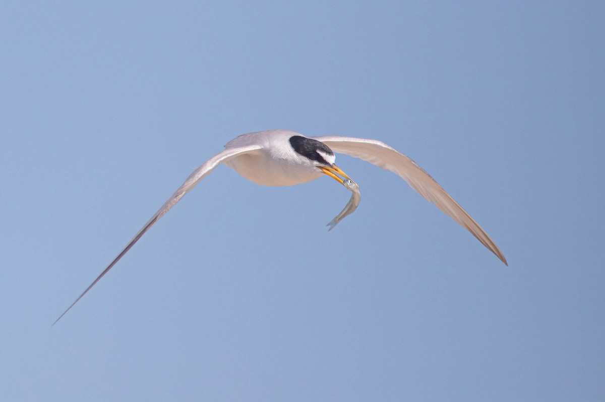 Least Tern - ML639786225