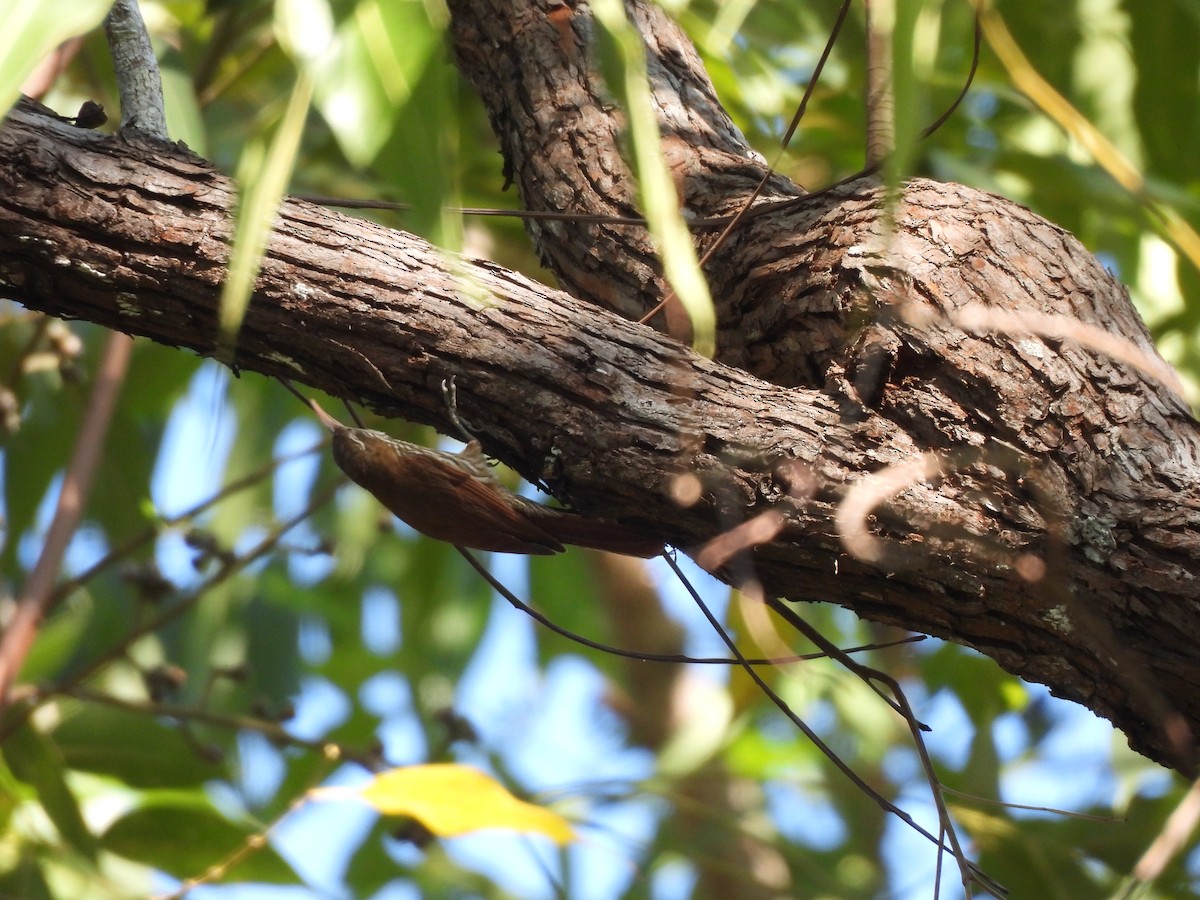 Dusky-capped Woodcreeper (Layard's) - ML639786243