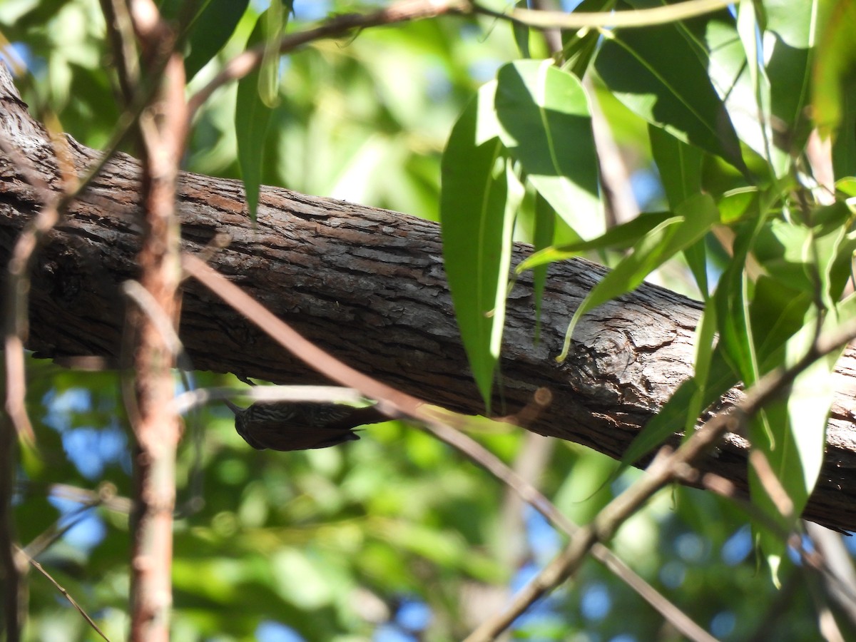 Dusky-capped Woodcreeper (Layard's) - ML639786244