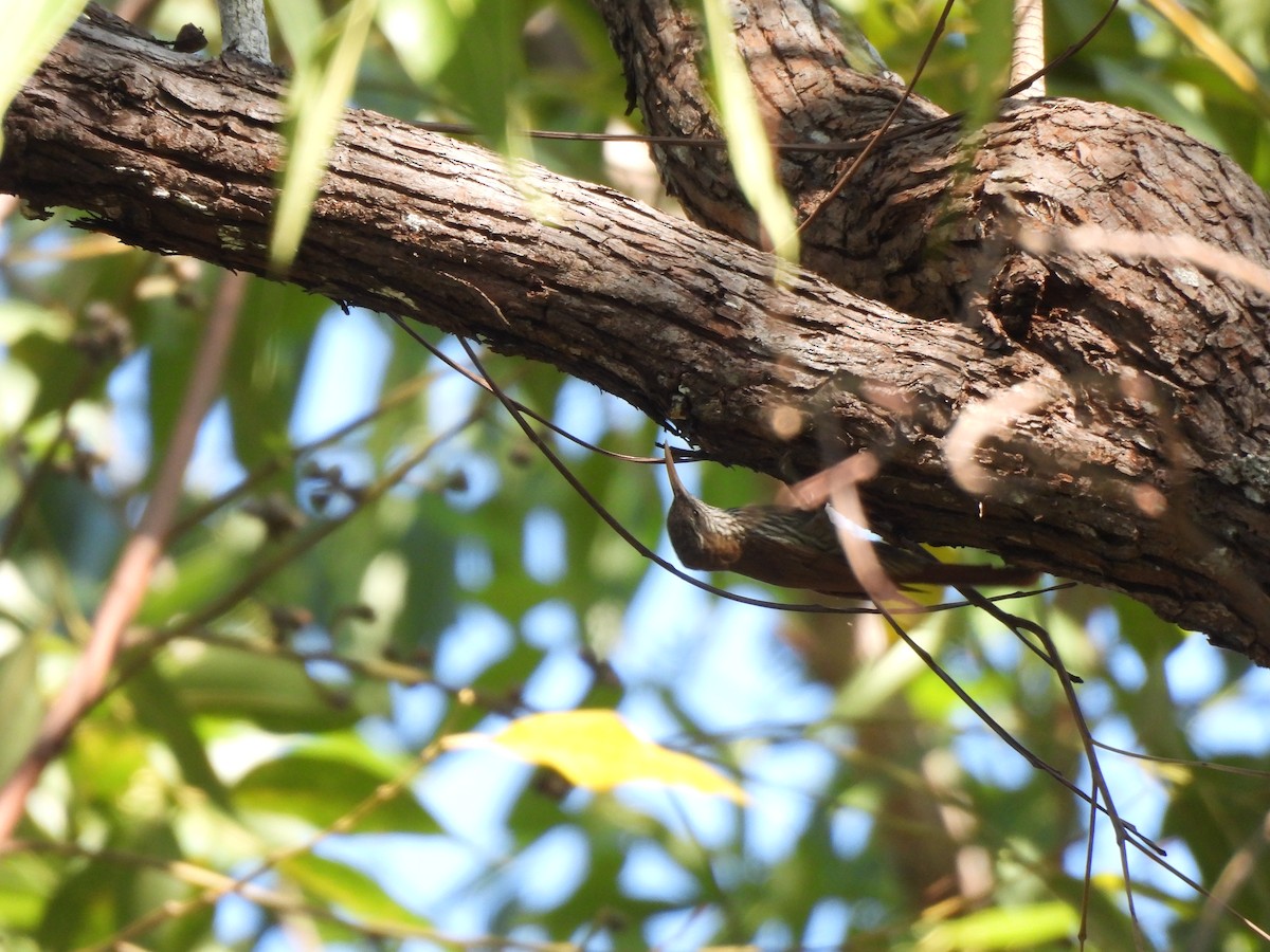 Dusky-capped Woodcreeper (Layard's) - ML639786246