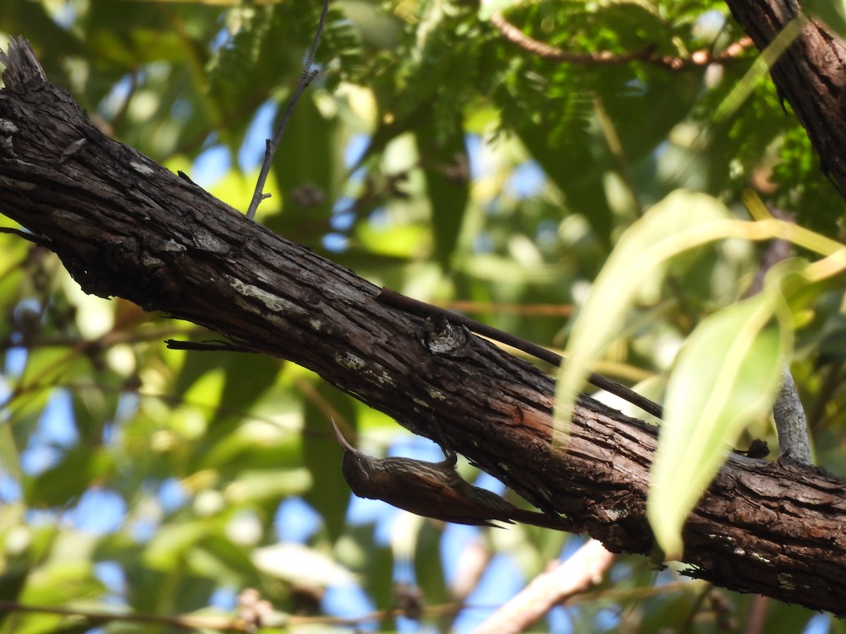 Dusky-capped Woodcreeper (Layard's) - ML639786248