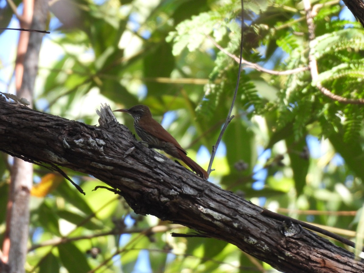 Dusky-capped Woodcreeper (Layard's) - ML639786249