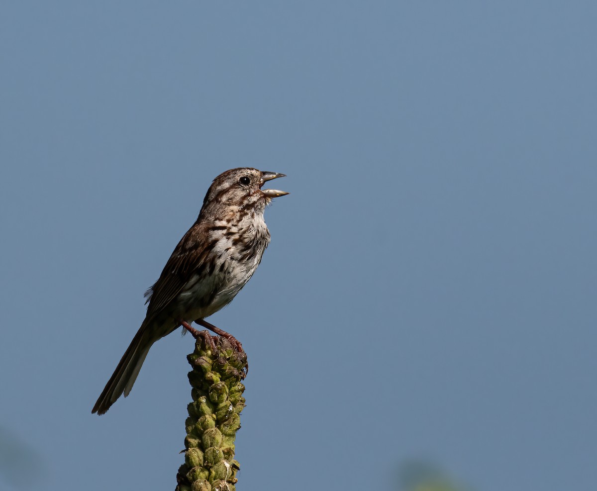 Song Sparrow - ML639786255