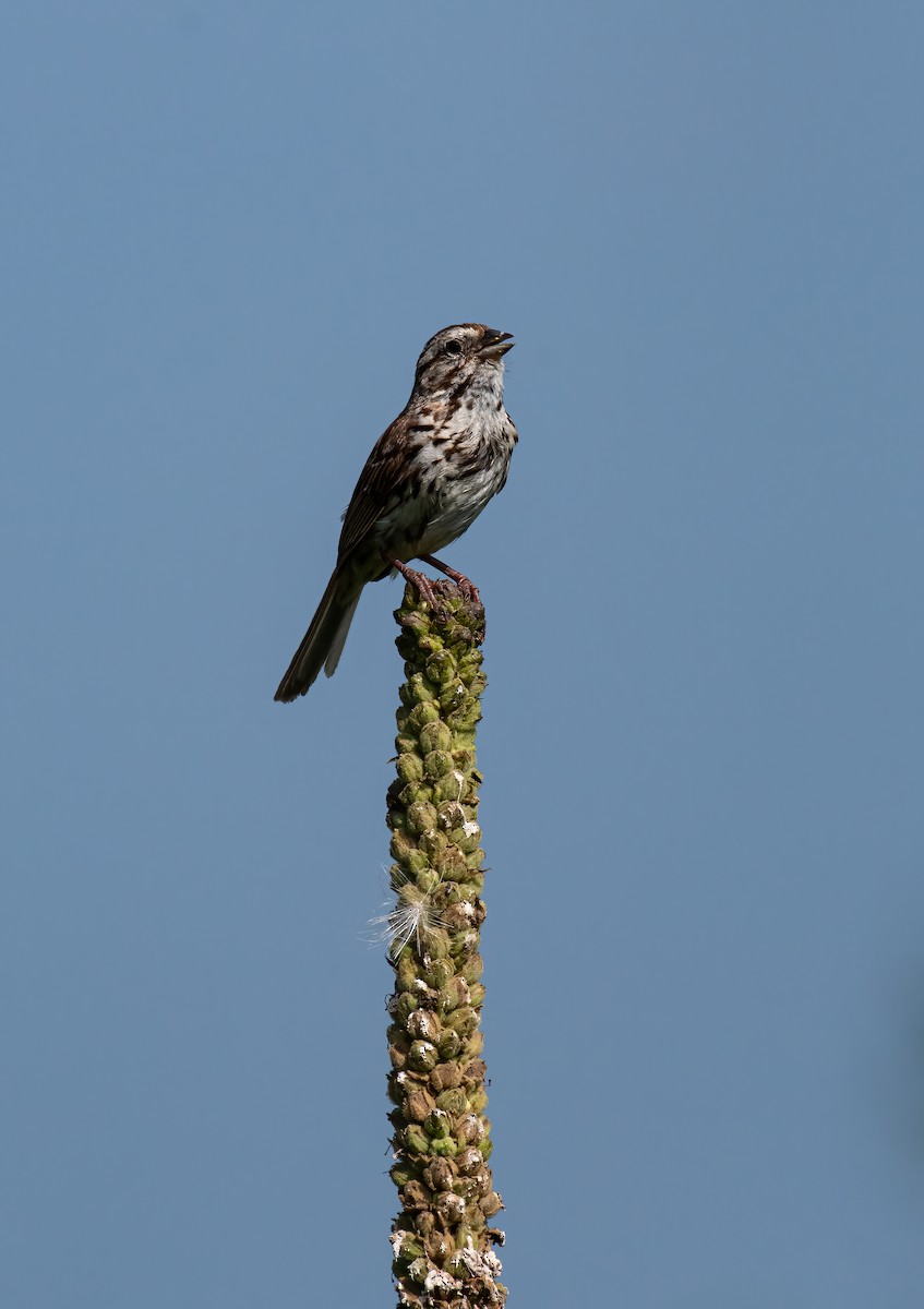 Song Sparrow - ML639786256