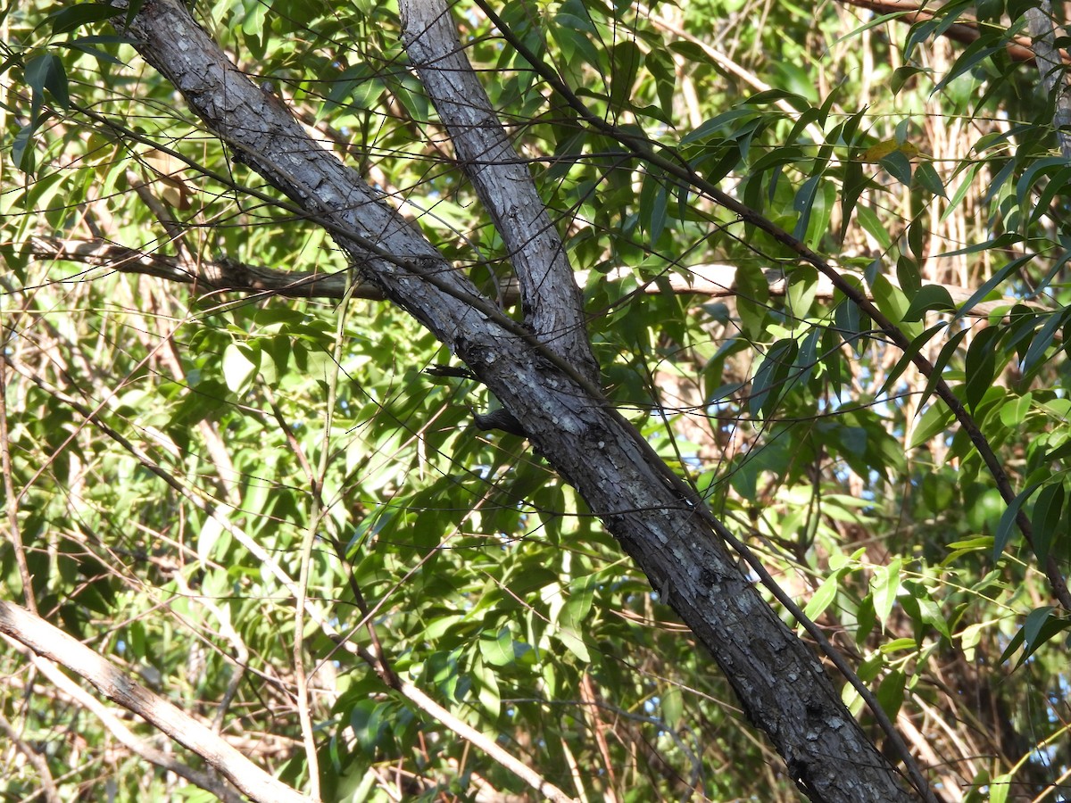 Dusky-capped Woodcreeper (Layard's) - ML639786264