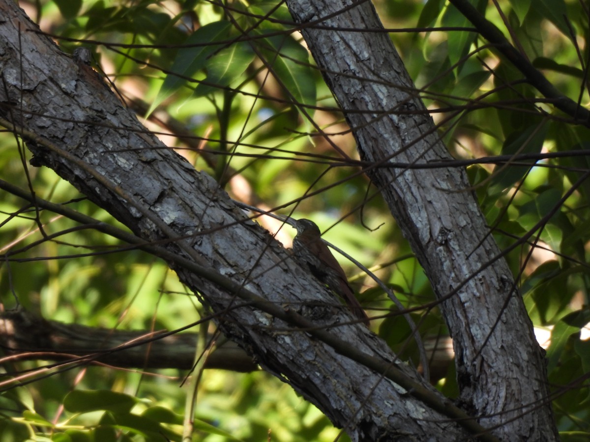 Dusky-capped Woodcreeper (Layard's) - ML639786265