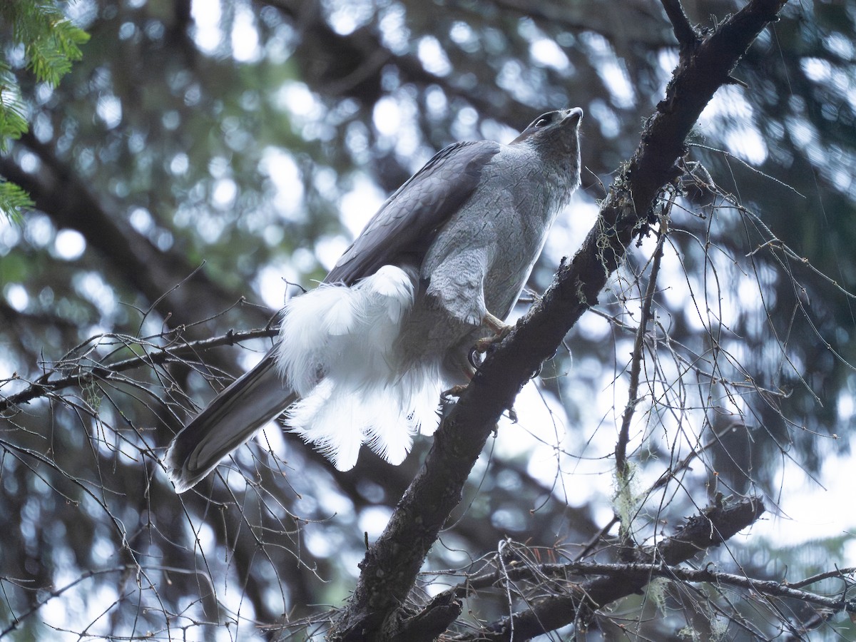 jestřáb nearktický - ML639786279