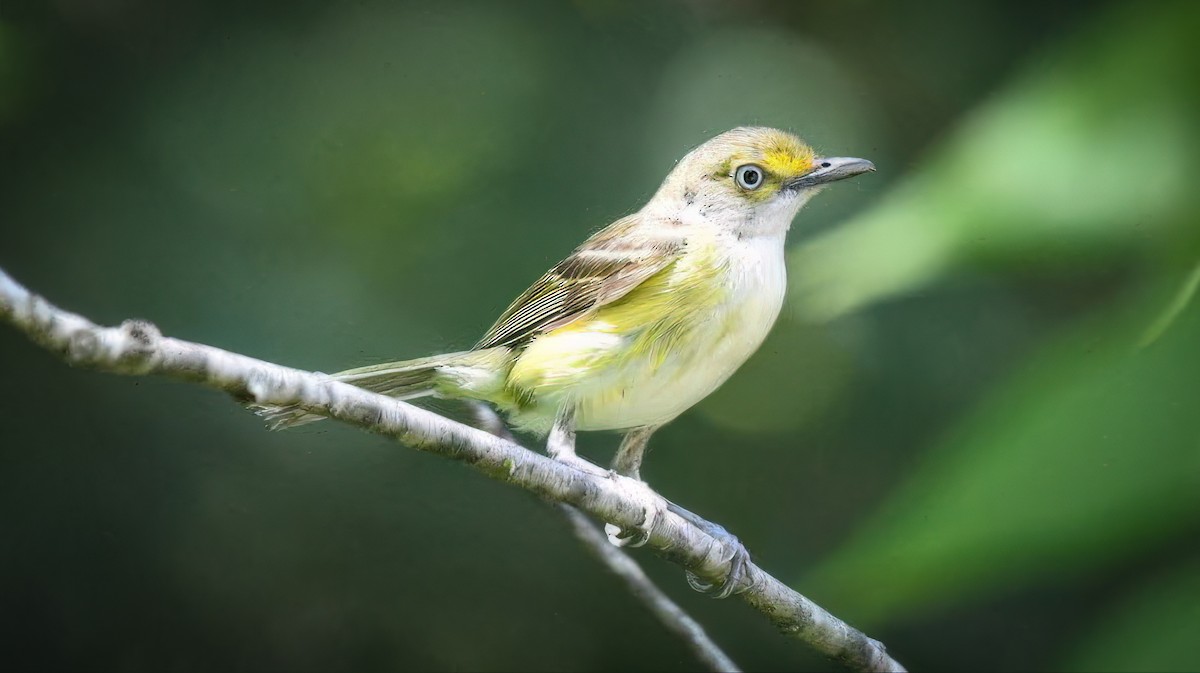 White-eyed Vireo - ML639786343
