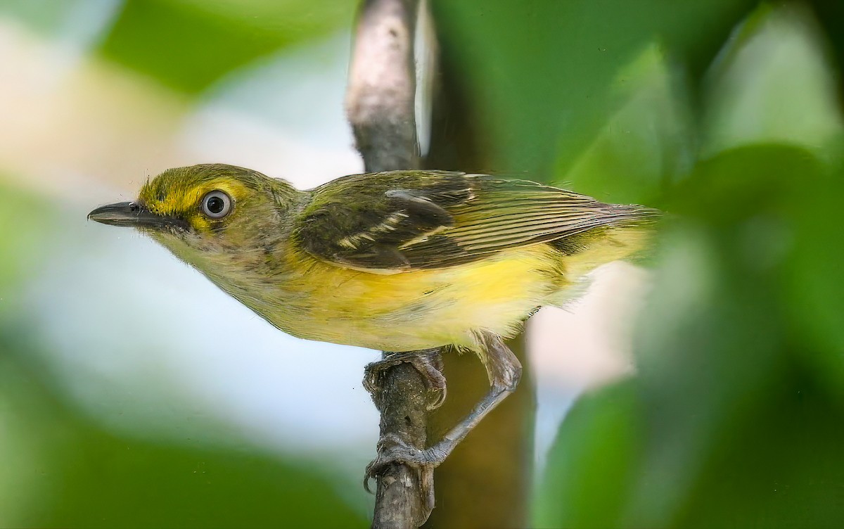 White-eyed Vireo - ML639786344