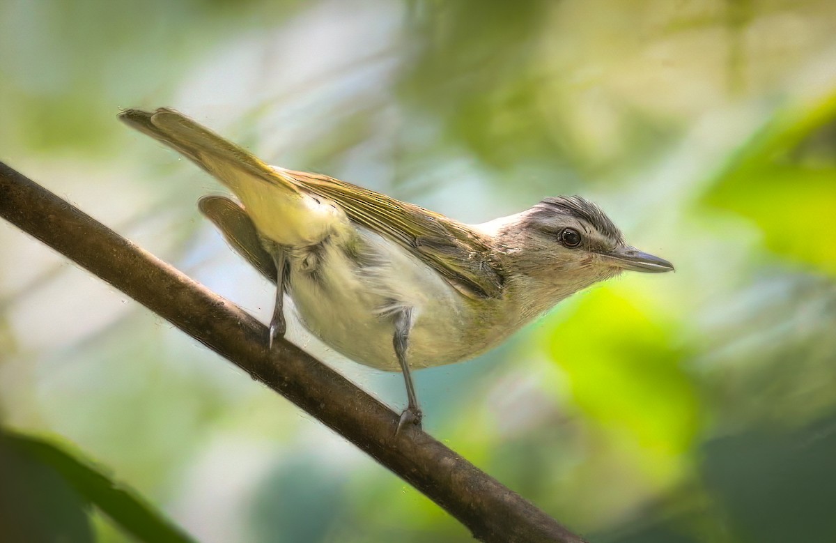 Red-eyed Vireo - ML639786347
