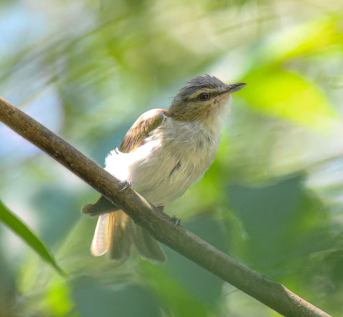 Red-eyed Vireo - ML639786348